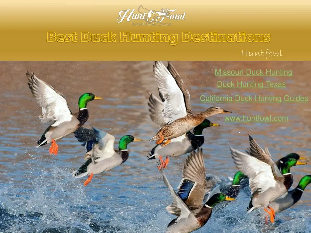 best duck hunting destinations