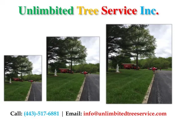 unlimbited tree service inc