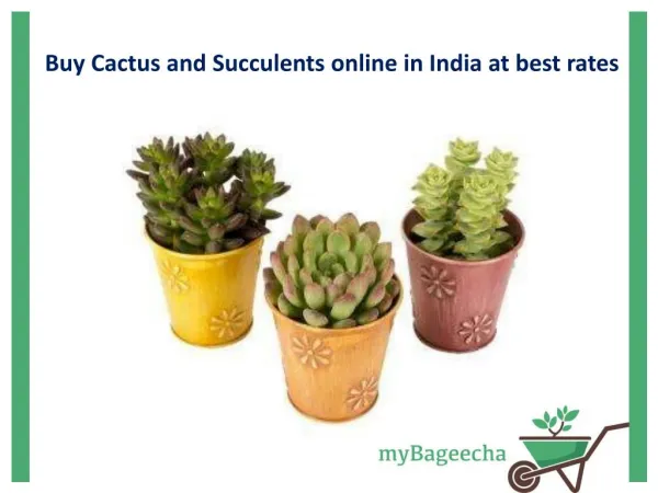 Buy Cactus and Succulents Online in India at Best Rates