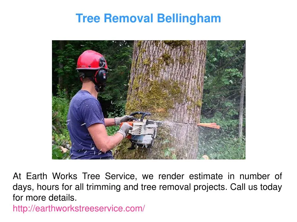 tree removal bellingham