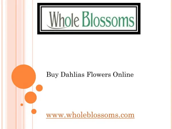 Buy Dahlias Flowers Online - wholeblossoms.com