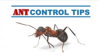 Ant Control Tips - slide 1