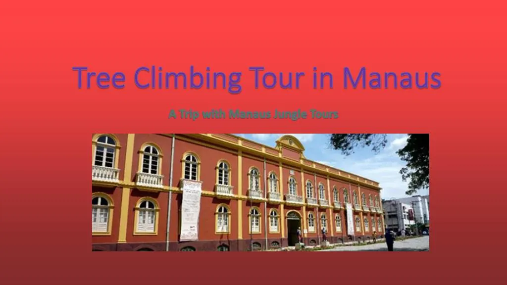 tree climbing tour in manaus