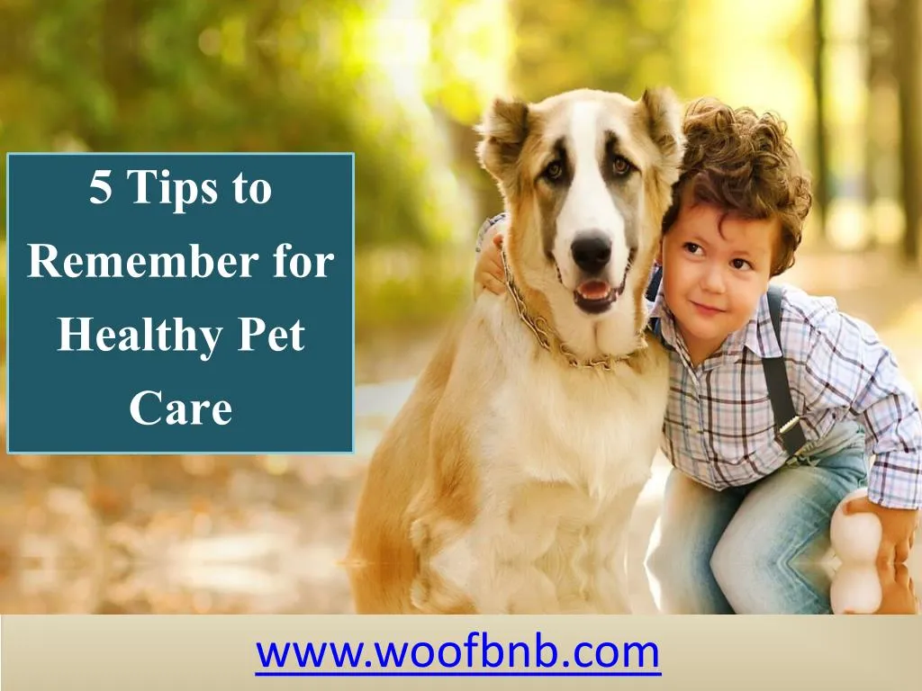 5 tips to remember for healthy pet care