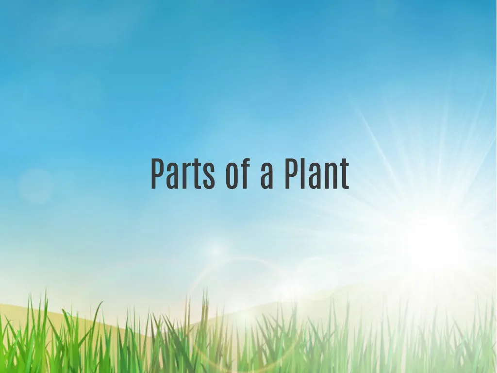 parts of a plant parts of a plant