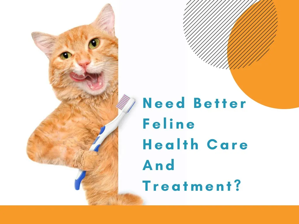 need better feline health care and treatment