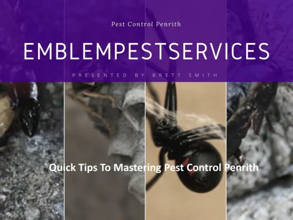 Quick Tips To Mastering Pest Control Penrith