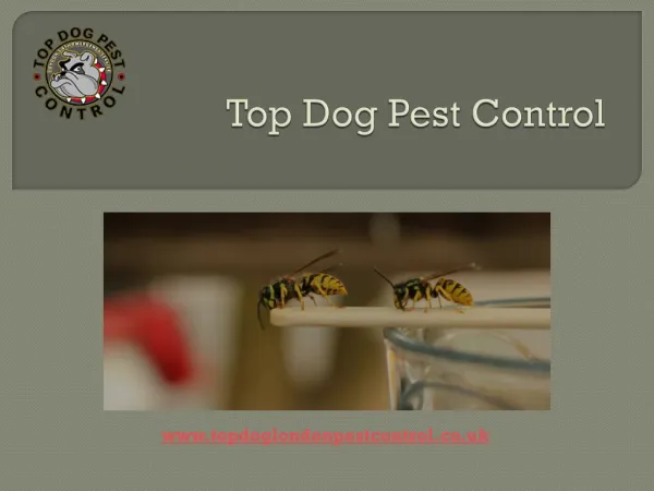 Top Dog Pest Control - Greenwich Wasp Control