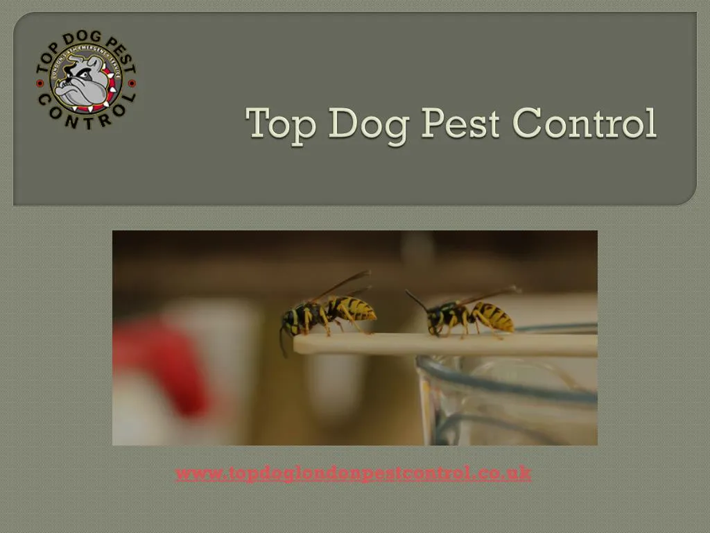 top dog pest control