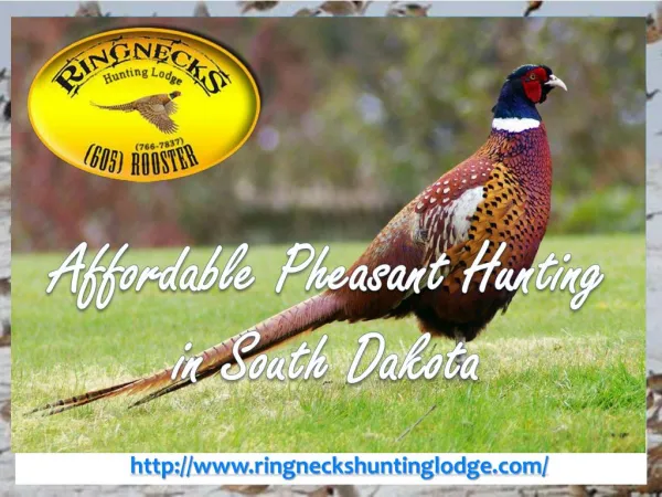 Affordable Pheasant Hunting in South Dakota
