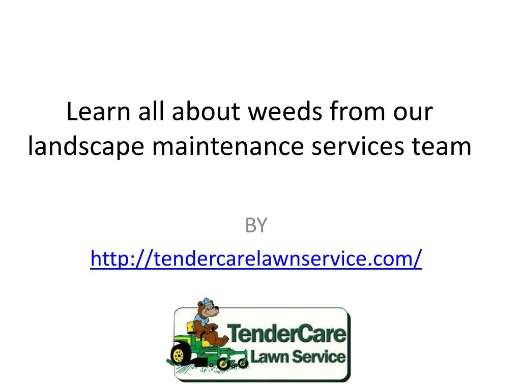 learn all about weeds from our landscape maintenance services team