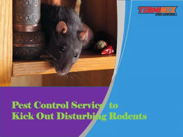 Pest Control Service to kick Out Disturbing Rodents