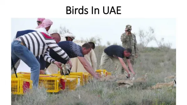 Birds In Uae