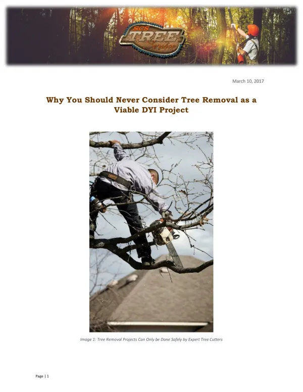 Why You Should Never Consider Tree Removal as a Viable DYI Project