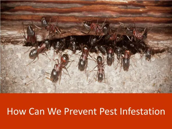 How Can we Prevent Pest Infestation?
