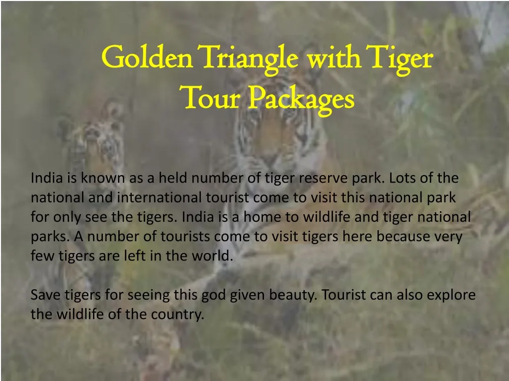 golden triangle with tiger golden triangle with