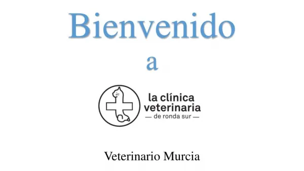 Adopcion Gato Murcia