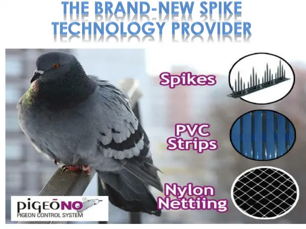 Pigeon Control Products: PigeoNO Spikes