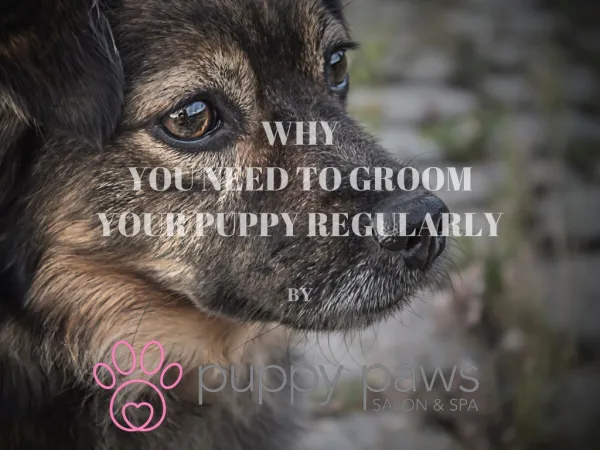 why is it necessary to groom your puppy regularly