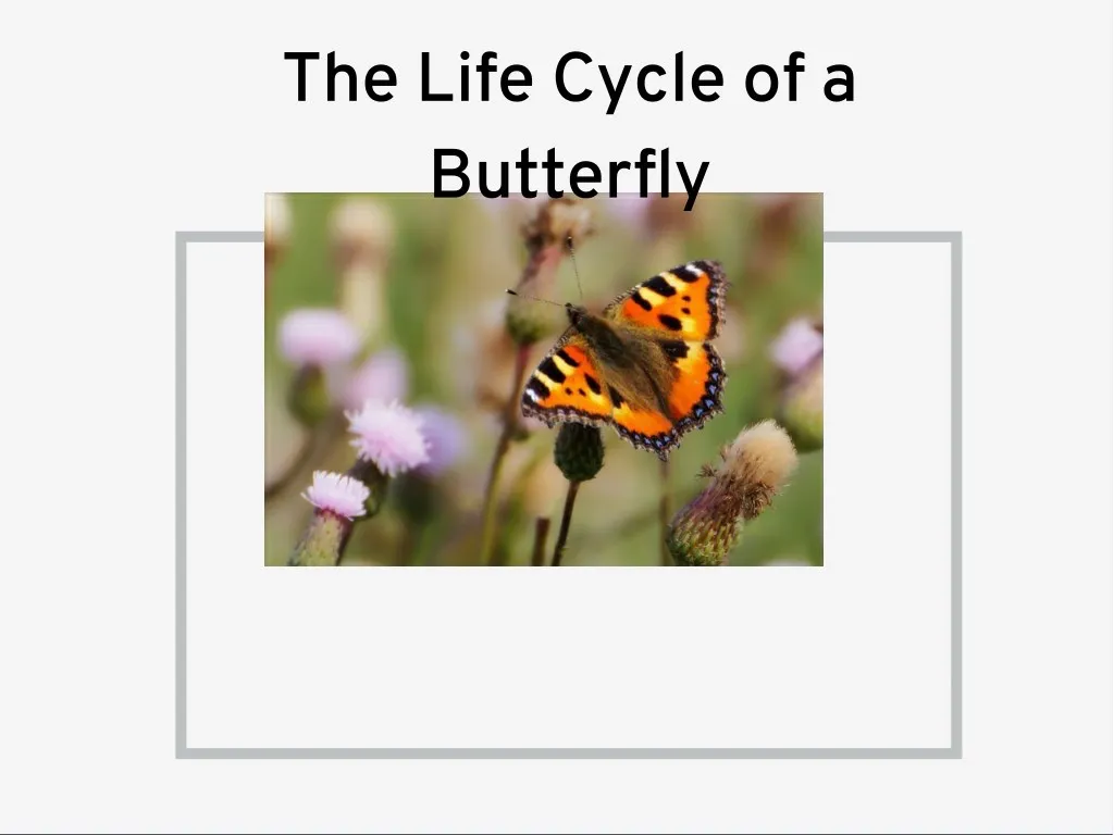 the life cycle of a butterfly