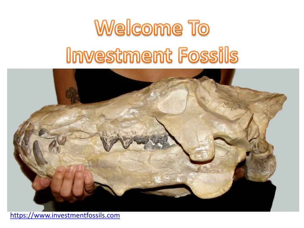 welcome to investment fossils