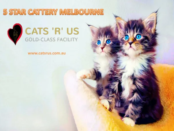 Cat Boarding Melbourne - Cats R Us