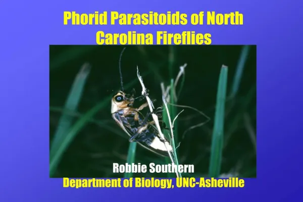 Phorid Parasitoids of North Carolina Fireflies