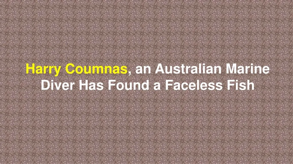 harry coumnas an australian marine diver has found a faceless fish