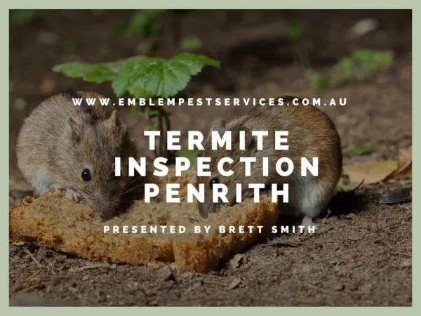 What Is the Essence of Termite Inspection Penrith