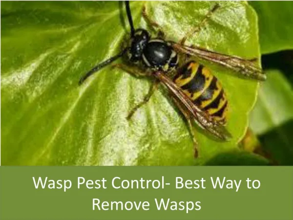 Wasp Pest Control- Best Way to Remove Wasps