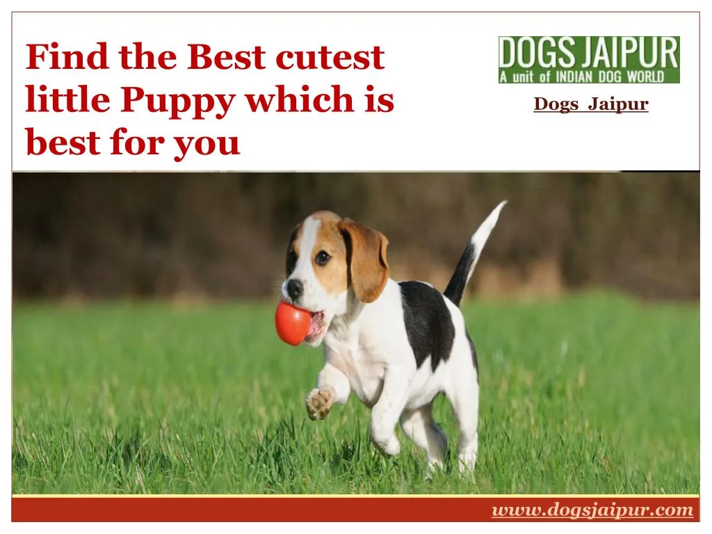 find the best cutest little puppy which is best for you