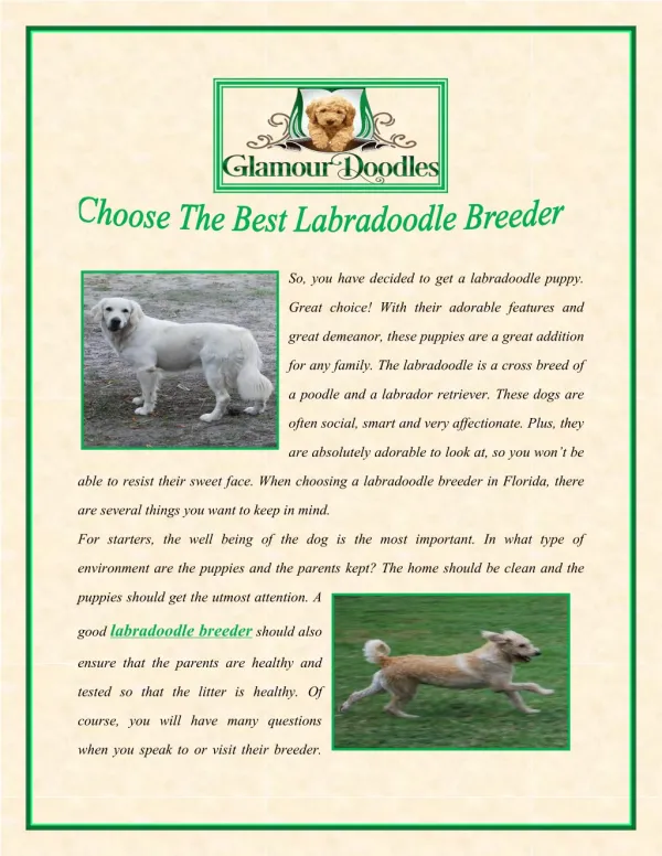 Choose The Best Labradoodle Breeder
