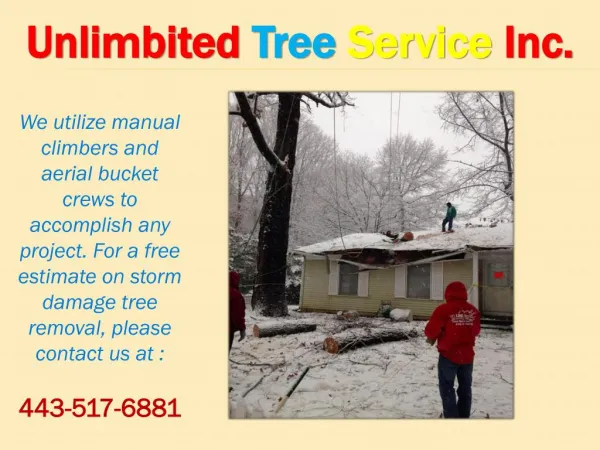 Storm Damage Tree Service Baltimore