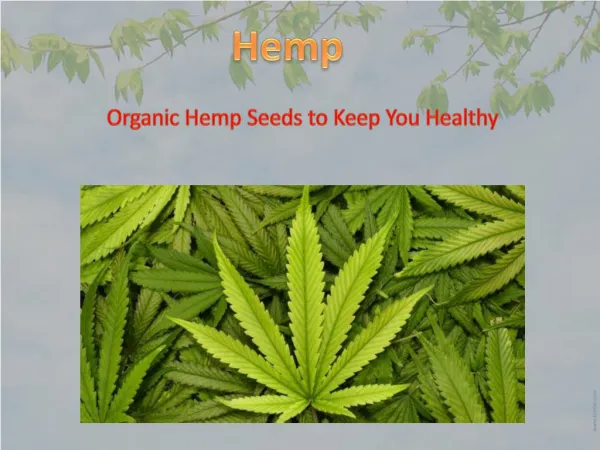 Buy Organic Shelled Hemp Seeds in Bulk