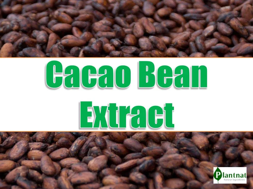 cacao bean extract