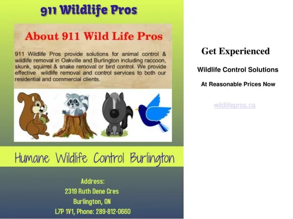 Wildlife Control Experts In Burlington