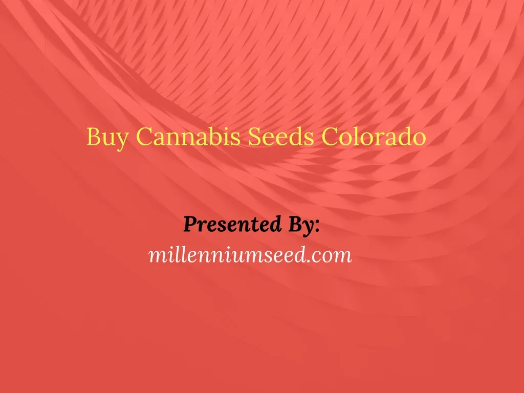 buy cannabis seeds colorado