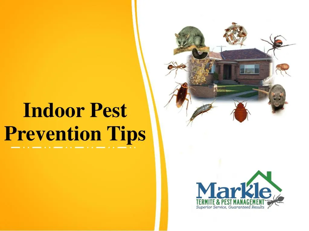 indoor pest prevention tips