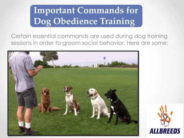 Important Commands for Dog Obedience Training