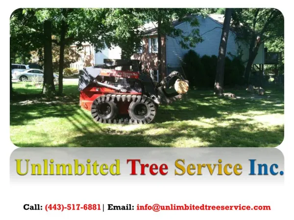 Tree Trimming Service in Bowie, MD