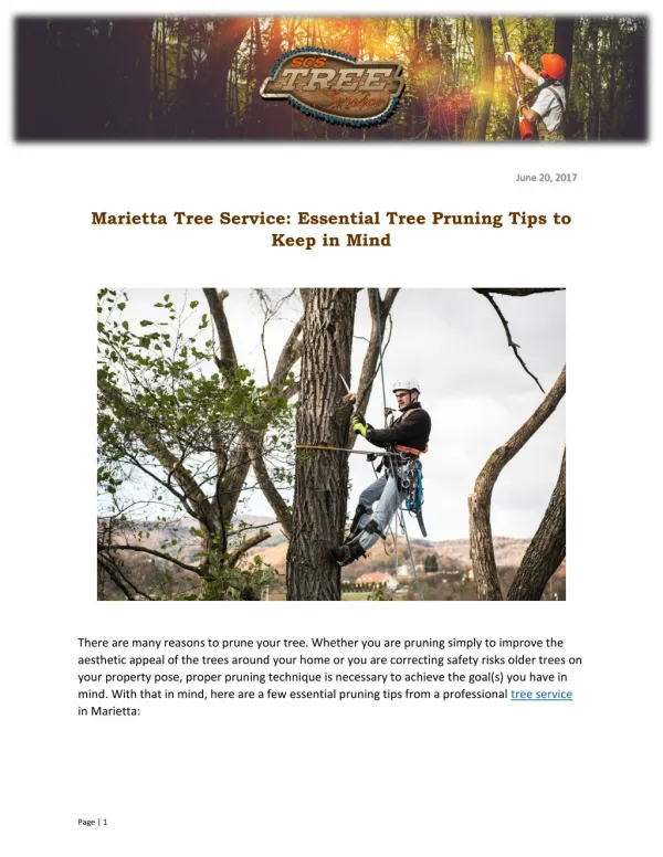 Marietta Tree Service: Essential Tree Pruning Tips to Keep in Mind