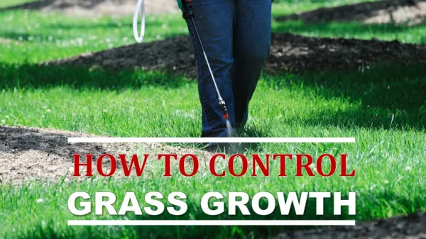 How to Control Grass Growth