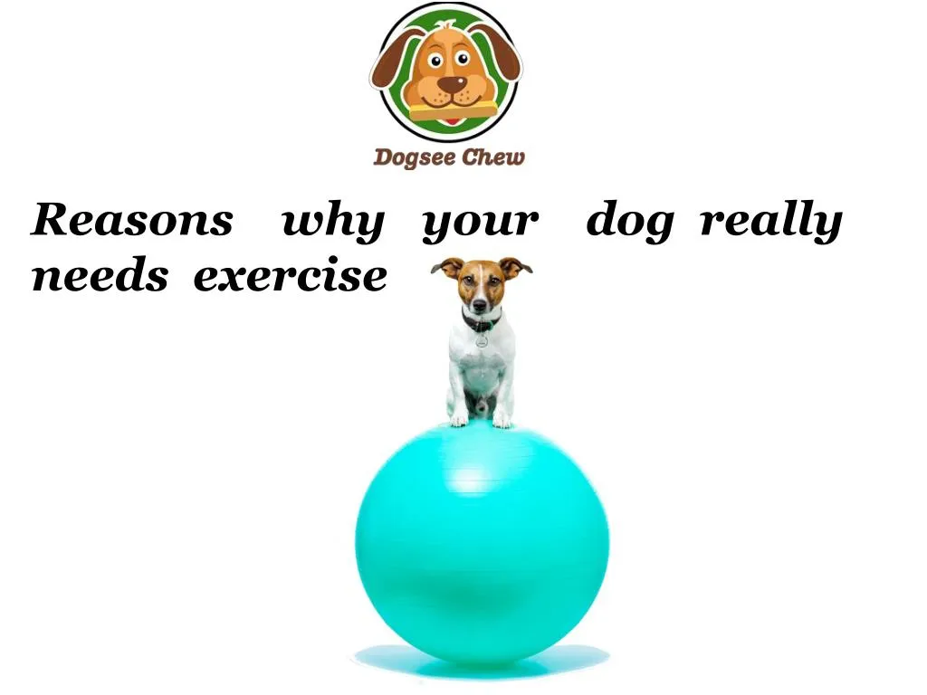 reasons why your dog really needs exercise