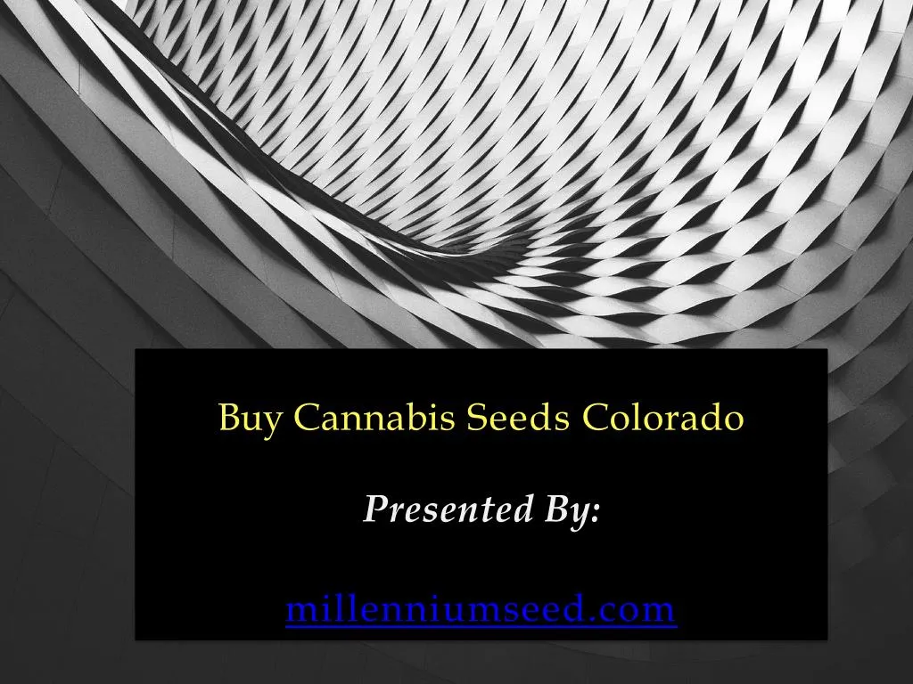 buy cannabis seeds colorado presented