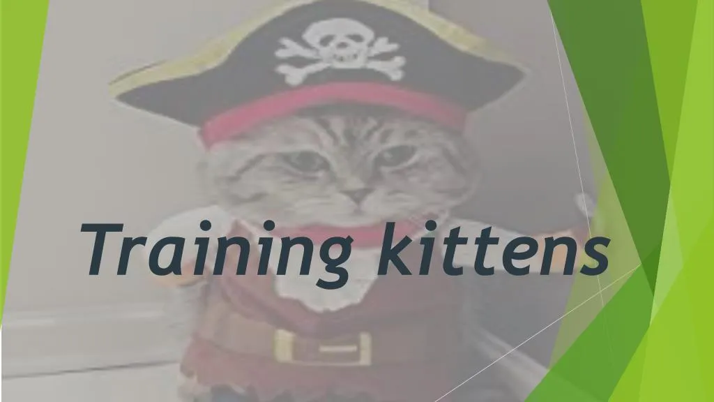 training kittens