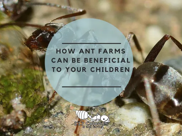 How Ant Farms Can be Beneficial To Your Children.