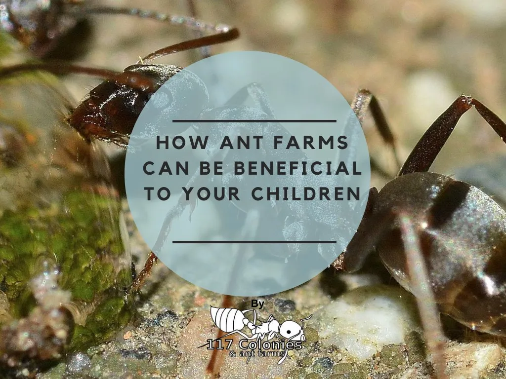 how ant farms can be beneficial to your children
