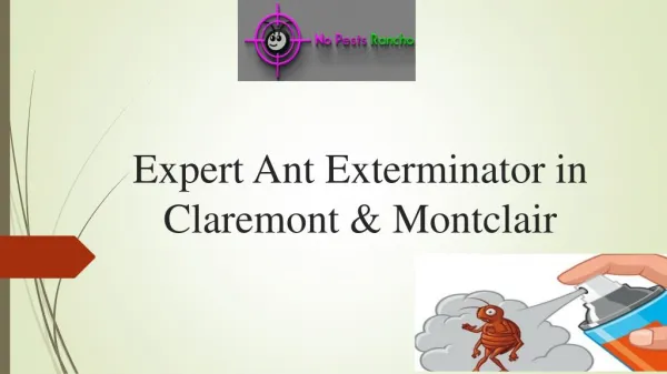 Expert Ant Exterminator in Claremont & Montclair