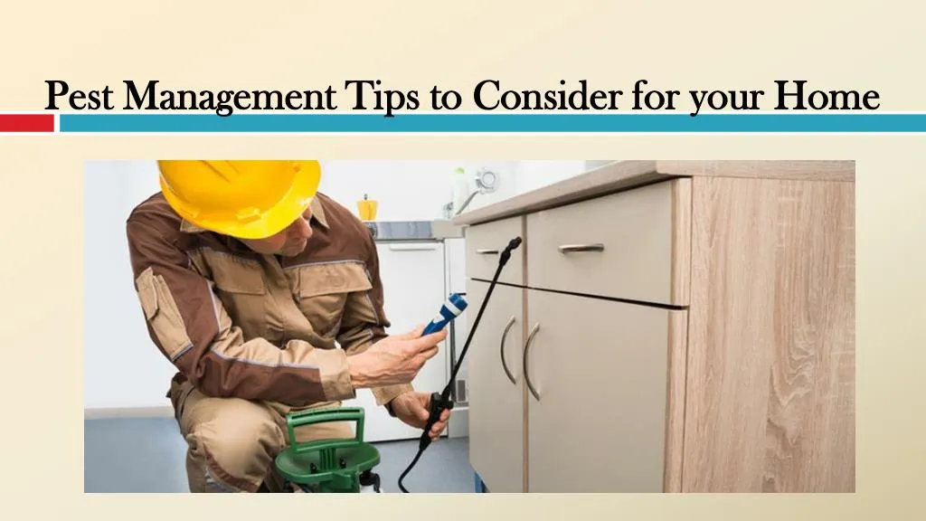 pest management tips to consider for your home