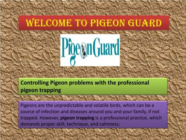 Residential Bird Control Services - Get Ride of Pigeons
